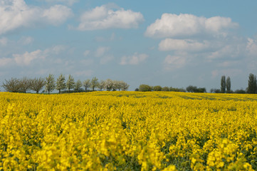 Obraz premium Rapeseed flowers with blue sky and clouds.