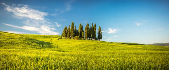 Rolgordijnen Tuscany at spring © sborisov