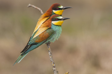 Common bee-eater ( Merops Apiaster ) perched on a branch