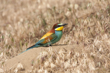 Common bee-eater ( Merops Apiaster ) Spain