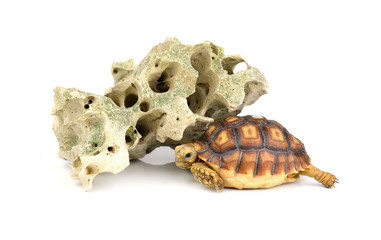 Turtle with stones isolated on white background.