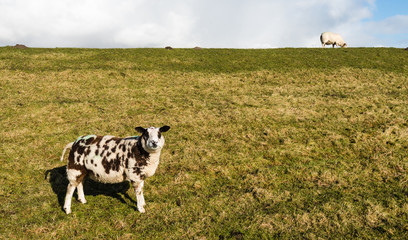 Brown and white sheep standing on the slope of a dike