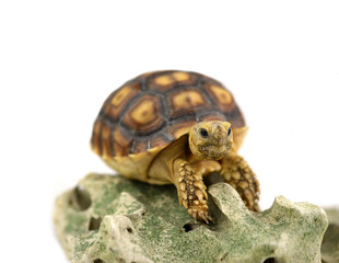 Turtle with stones isolated on white background.