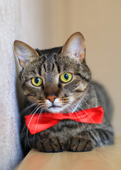 tabby cat in bow tie yellow eyes