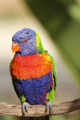 Rainbow Lorikeet