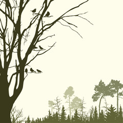 Panorama of wild coniferous forest