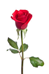 Obraz premium beautiful red rose isolated on white background