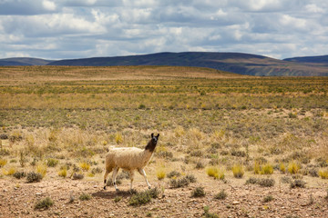 Llama in Bolivia