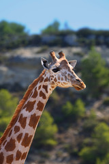Giraffe