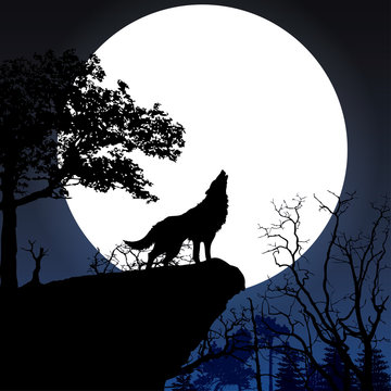 Howling to the full moon