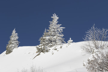Winter Landscape