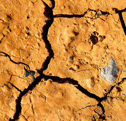 a broke star dry sand and lichens