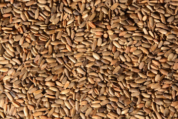 Seeds of a milk thistle.