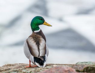 Mallard