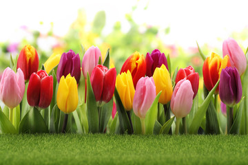 Obrazy  Tulipany