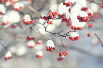 red berries under snow, snow, background, mountain ash, hawthorn