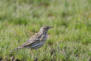 pispola (Anthus pratensis) - ritratto