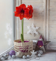 Red Hippeastrum and Christmas decor