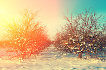 Sunrise over apple orchard in frosty snowy morning