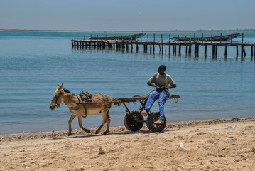 Un petit tour de charette