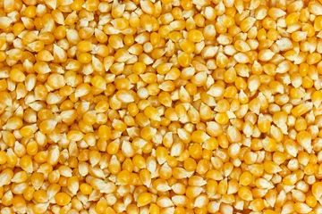 Plexiglas foto achterwand Background of uncooked corn grains © EggHeadPhoto