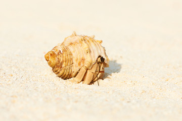 Hermit crab at beach