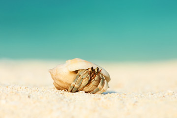 Hermit crab at beach © haveseen
