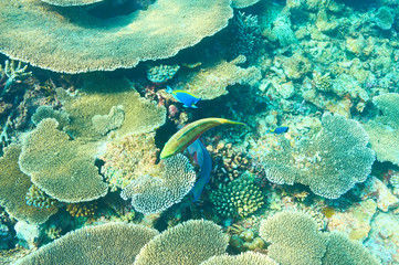 Coral reef at Maldives