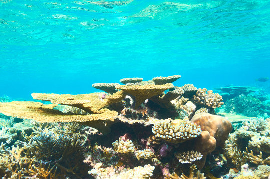 Fototapeta Coral reef at Maldives