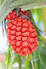 Screw Pine fruit
