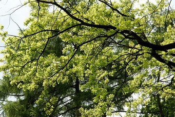 branch of oak tree at spring