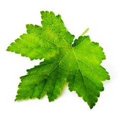 Currant leaf isolated on white background