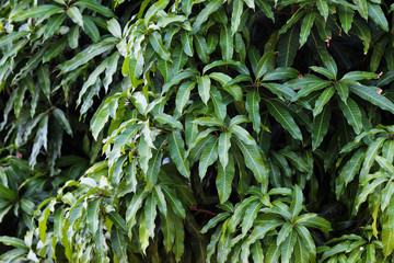 Obraz premium Mango leaves
