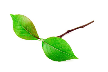 Obraz premium Green leaf