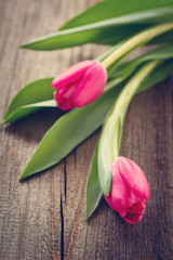 tulips  on wooden board