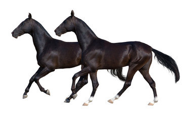 Fototapeta na wymiar Beautiful akhal-teke horses run gallop isolated on white backgr
