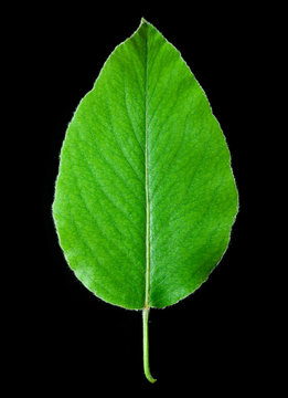 Leaf of a plant close up