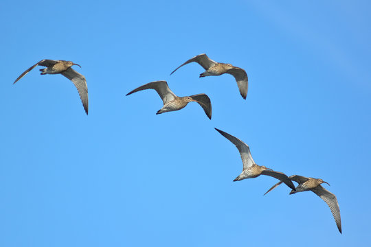 stormo di chiurlo maggiore (Numenius arquata) in volo