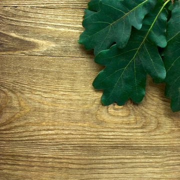 branch of oak tree leaves on wood background