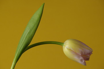 Fototapeta premium eine Tulpe