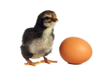 Black chick with egg