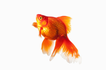 Fish. Orange Gold Fish Isolated on White Background