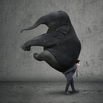 Elephant On Back Images Browse 3 712 Stock Photos Vectors and Video