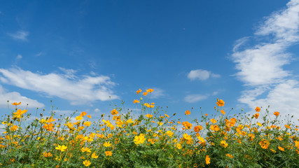 yellow cosmos against blue sky background
