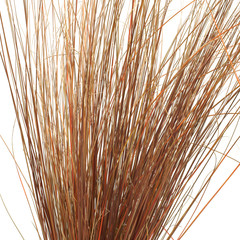 Carex buchananii Red Rooster © 7monarda