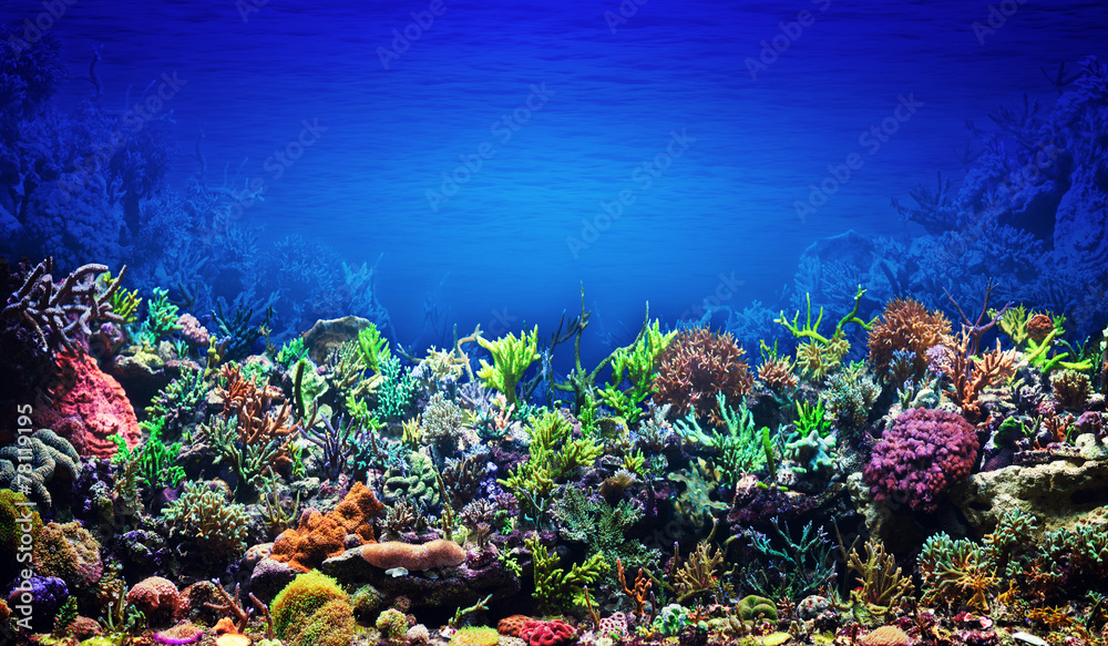 Wall mural Coral Reef