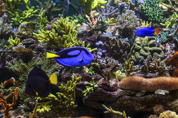 Fototapeta na wymiar Tropical Fish on a coral reef
