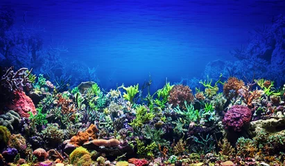 Papier Peint photo Lavable Récifs coralliens Récif de corail