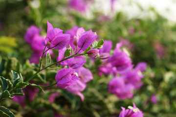 bougainvillea flowers
