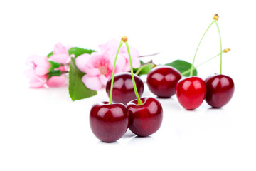 Sweet cherries with flowers, isolated on white background